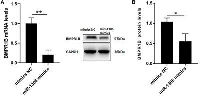 miR-1306 induces cell apoptosis by targeting BMPR1B gene in the ovine granulosa cells